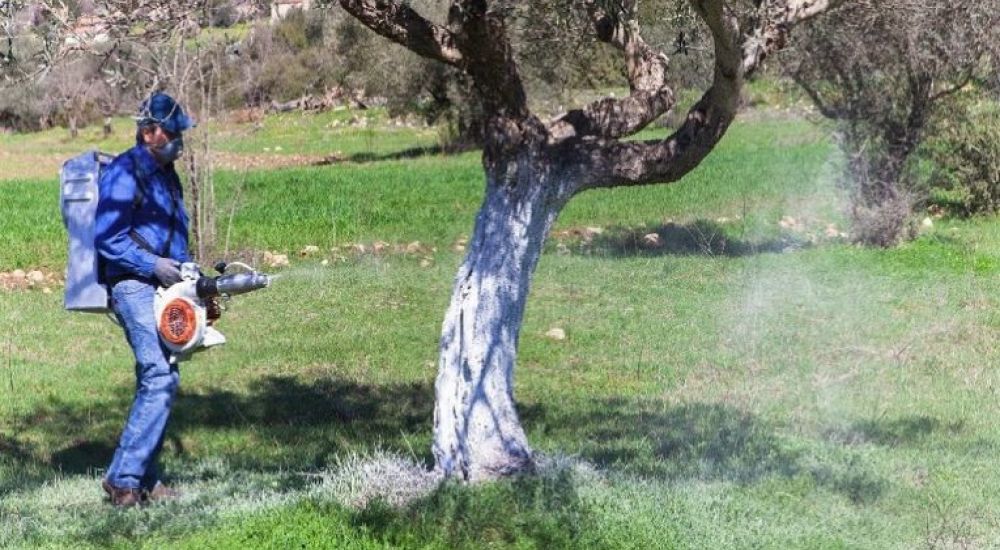 Τι απάντησε η Περιφέρεια Κρήτης στην ερώτηση του Νίκου Χρονάκη για το πρόγραμμα δακοκτονίας
