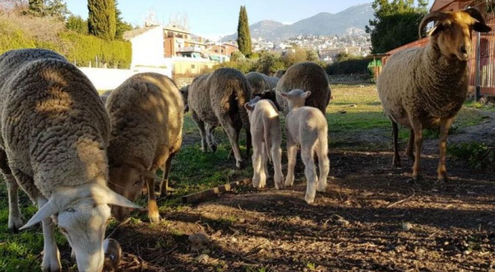 Ευλογιά αιγοπροβάτων: Ενισχύονται οι έλεγχοι και τα μέτρα
