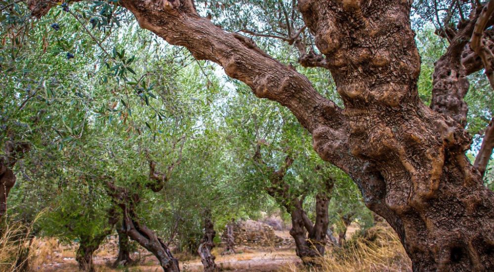 Ελιά: Τι προκαλούν τα ξυλοφάγα έντομα στα δέντρα